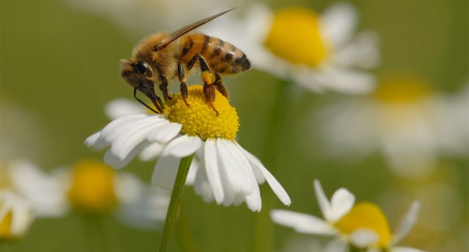 Pentru că pe 20 mai este ,,Ziua mondială a albinei: ,,Save the bees” - Ateliere educative pentru copii
