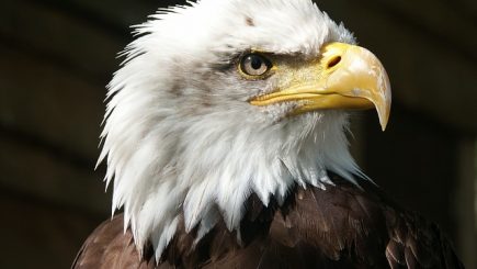 5 reguli pe care trebuie să le urmezi pentru a fi remarcat de head-hunteri