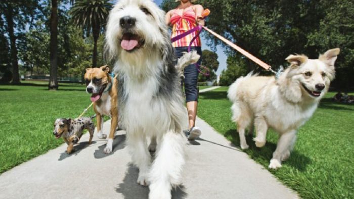 V-aţi gândit vreodată să plimbaţi câini contra cost?