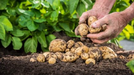 Un fermier din Lunguleţu livrează de 12 ani cartofi pentru chips-urile Lay’s