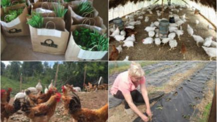 Micii producători bio le redau românilor gusturile tradiționale