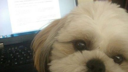 3 companii din Marea Britanie plătesc concediu angajaților pentru acomodarea animalului de companie