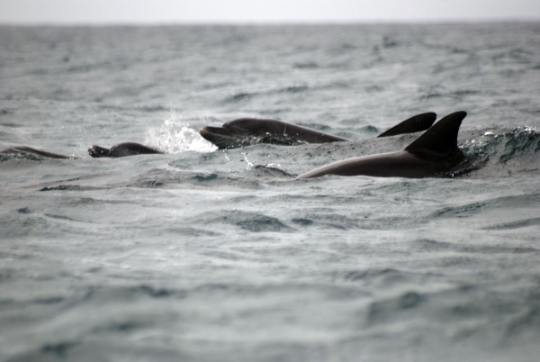 Cine sunt salvatorii delfinilor de la Constanța