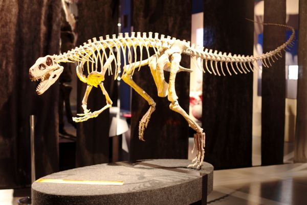 „Dinozauri Giganți din Argentina” – o incursiune extraordinară în trecut