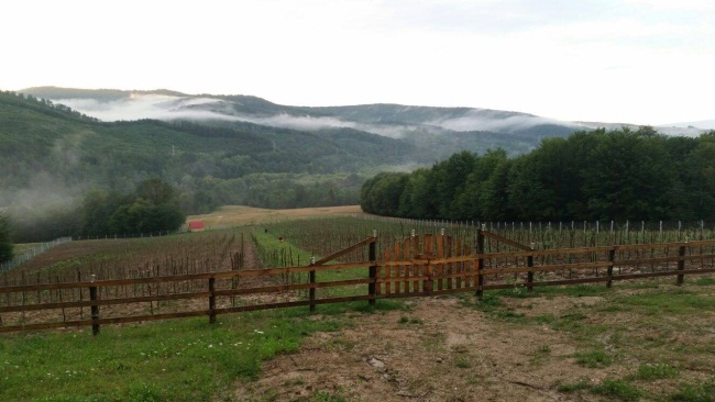 Un bucurestean a infiintat o plantatie de goji bio in Brasov: Este o investitie de lunga durata, cu profituri peste asteptari