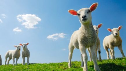 Paște 2017. Câți miei vor fi sacrificați de sărbători și care va fi destinația surpriză