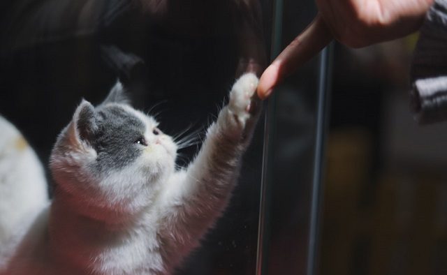 Filmulețele cu pisici dăunează grav productivității