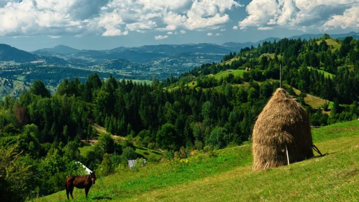 România este în declin la capitolul suprafețe certificate ecologic
