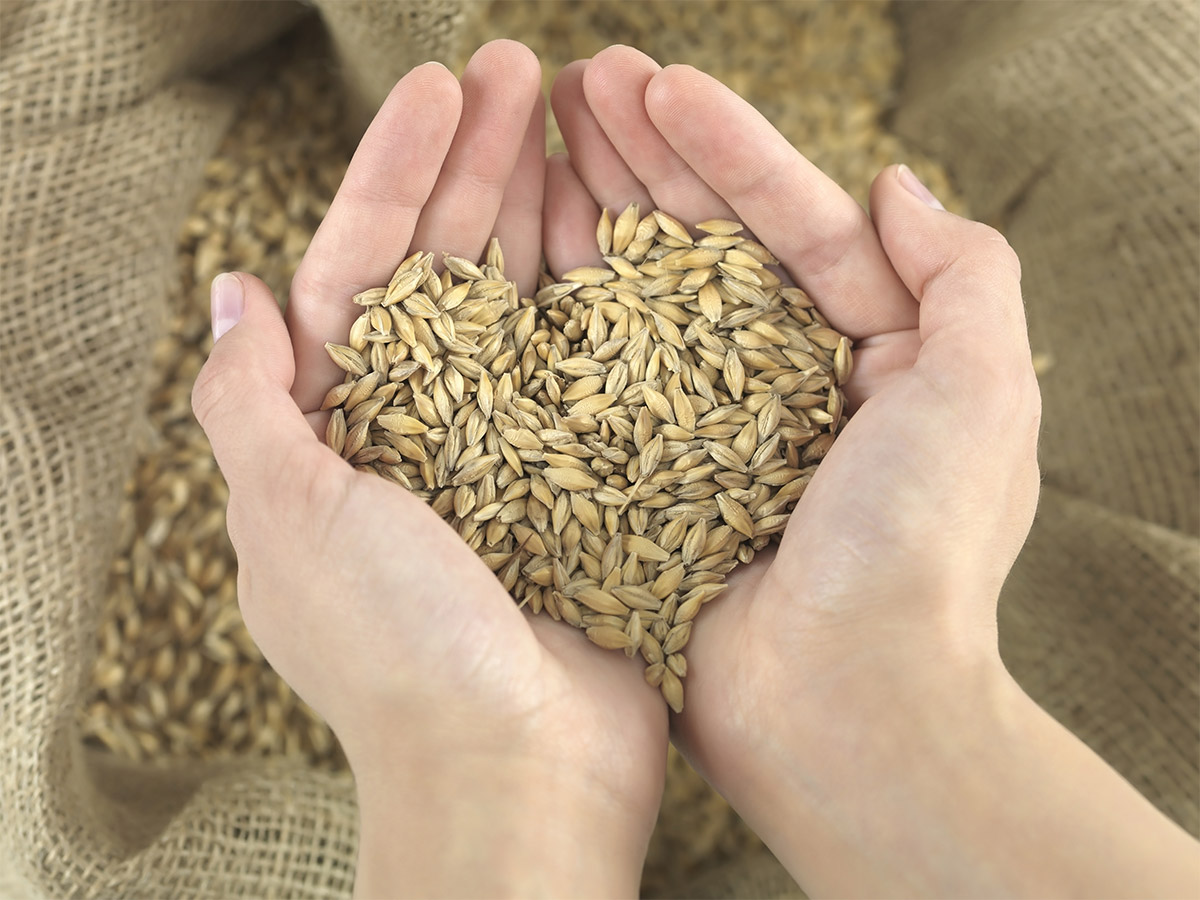 Зерно голод. Пшеница зерно. Пшеница в ладонях. Овес в руках. Зерно в руках.
