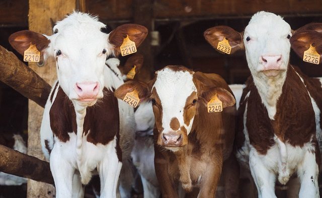 Proprietarul holdingului Ropharma investește în piața de lactate