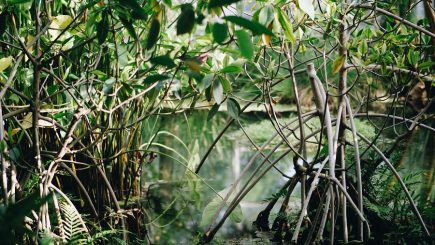 Compania Apple dă bani pentru protejarea și conservarea unei păduri de mangrove din Columbia