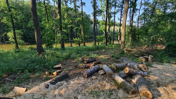 Protejarea pădurilor din jurul Bucureștiului votată astăzi în unanimitate în Senat