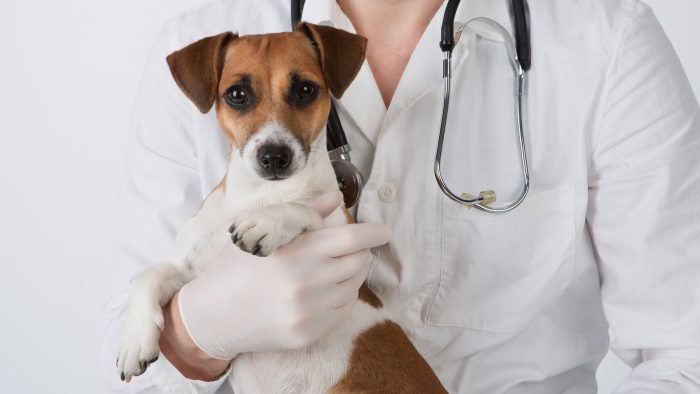 PartnerVet anunță extinderea în sud-estul țării prin integrarea unei clinici din Tulcea în portofoliu